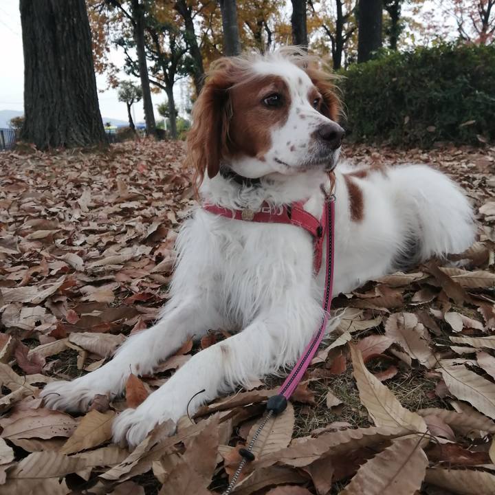 258613e4 79b2 4e5b a4b0 12eb232c1931 1607339160507