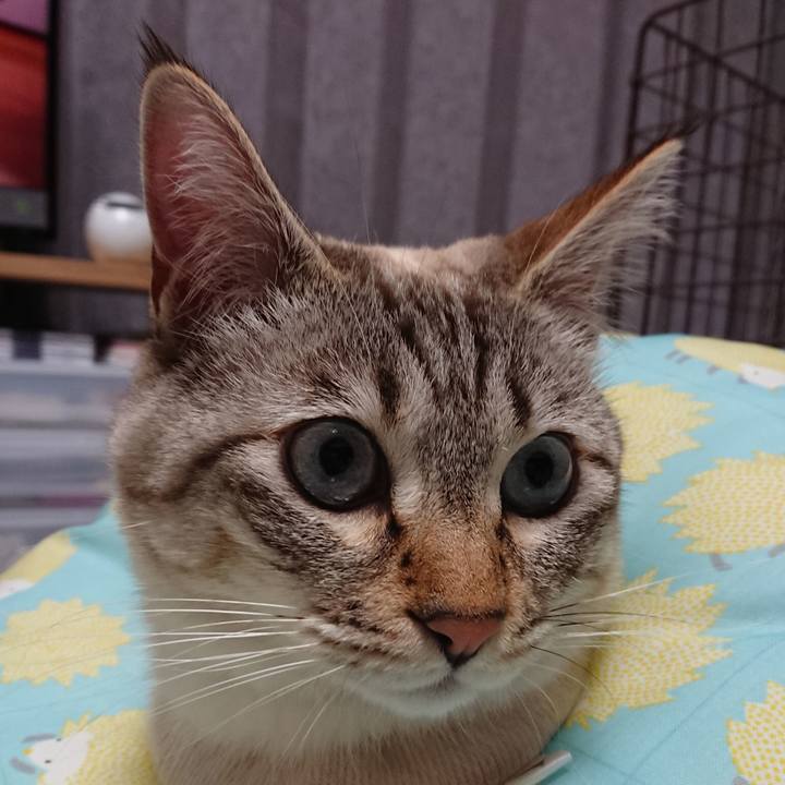 2586aa78 65e4 49d7 86f1 4e0ab99ee69c 1518188659394