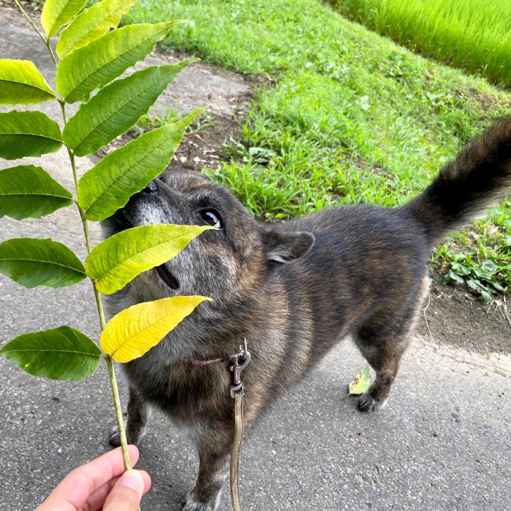 258a2fc7 a4f0 456c 90f5 86371f9069af 1595666131891