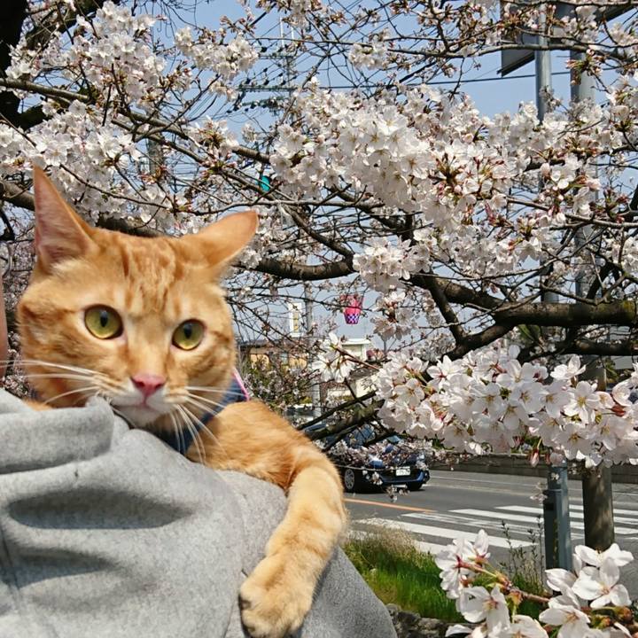 258a5121 b60a 4e58 affb f93be27bae6a 1521952728805