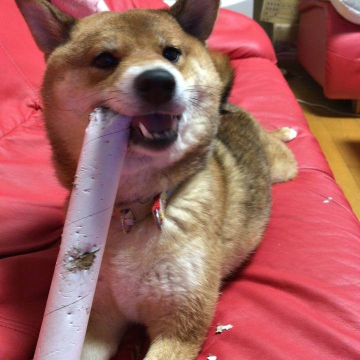 258ccb8a c623 446f bafb 74383fca46d8 1549541902811