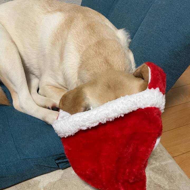 258e1b5f d4ad 4ee8 b9fc 0b597b688f60 1640354902097