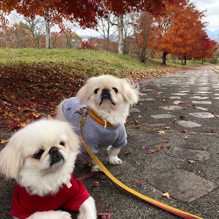 25915575 a231 4f62 91f6 25c8562b8d5c 1541321058054