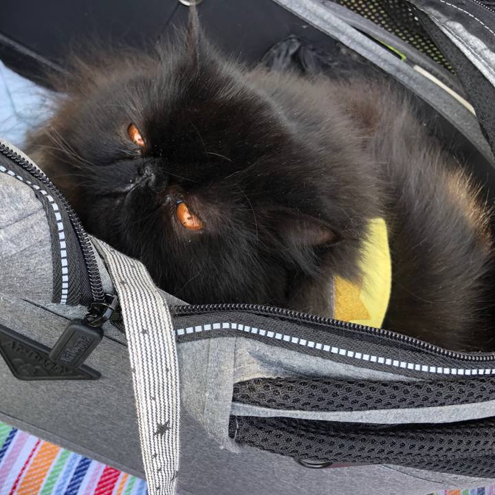 25925256 7add 4c96 9a97 a144b450368d 1554532747308