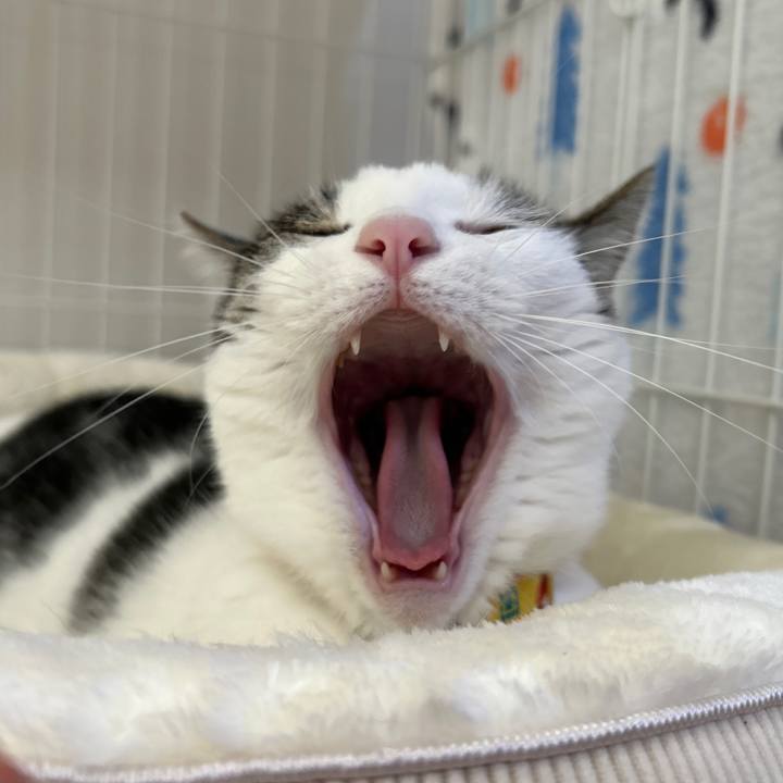 25958f3c cc16 4b8e a475 cfc7e114df60 1762522823661