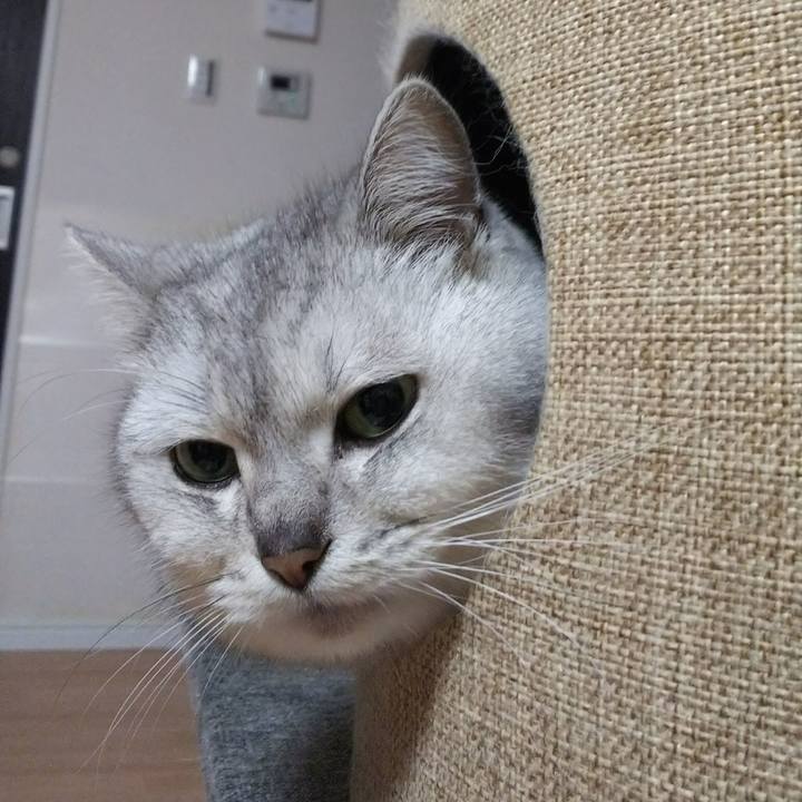 25977068 639b 4fca b69b 44bd685b33eb 1517230426837