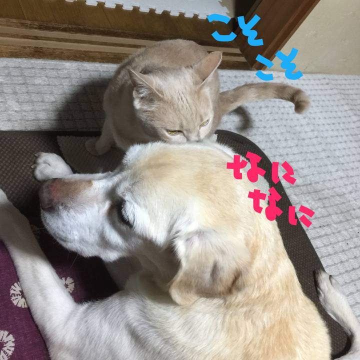 25981c0d 515b 4074 b943 ebf0e7a23f2b 1560219629826