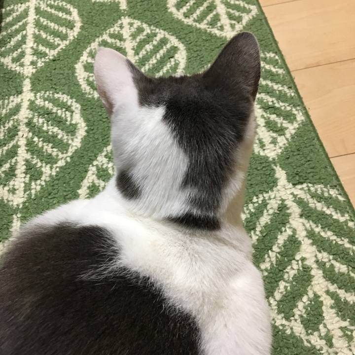 25984de1 cc11 4191 9879 62f46658fa4e 1510820565849