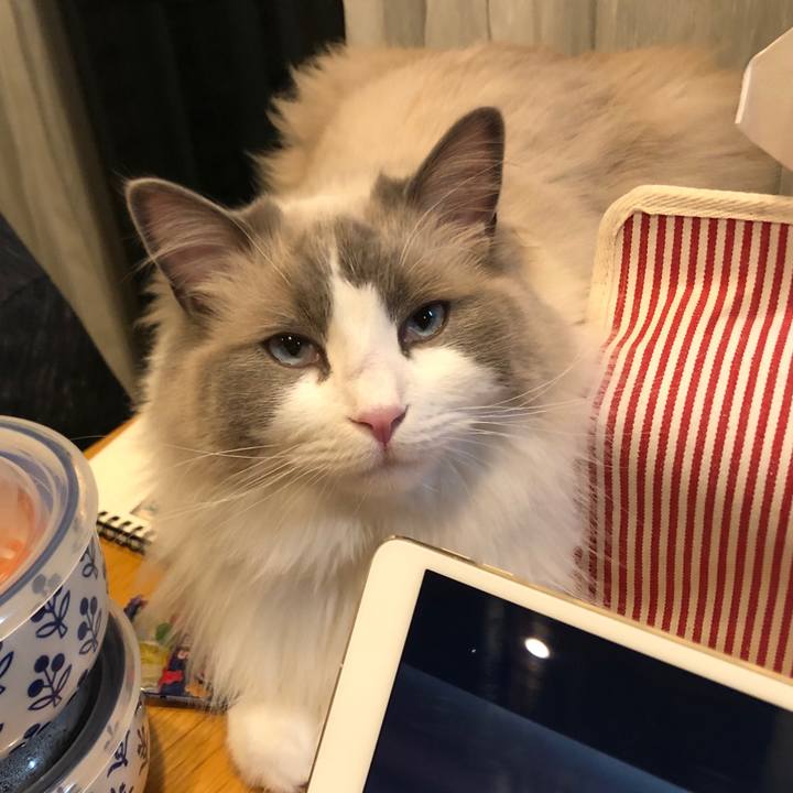 25988e8f d244 4e57 8608 fc10285c0040 1588212767464