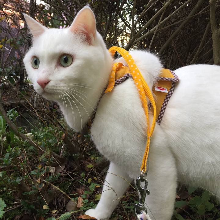 259c1ab8 f521 4a4b 93ba 330dfed6765b 1510472430126