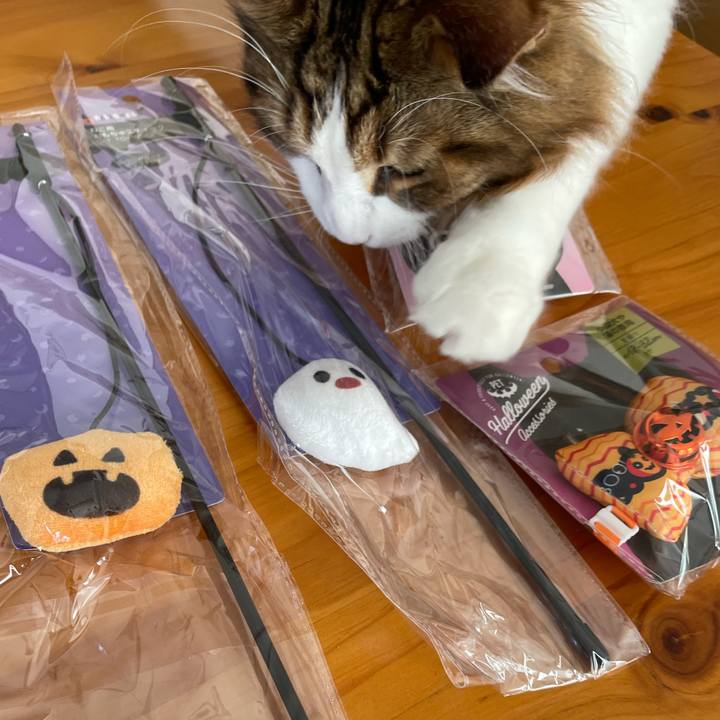 259c41c9 6ef5 4b6c 99b4 67fd6da4432a 1664667996513