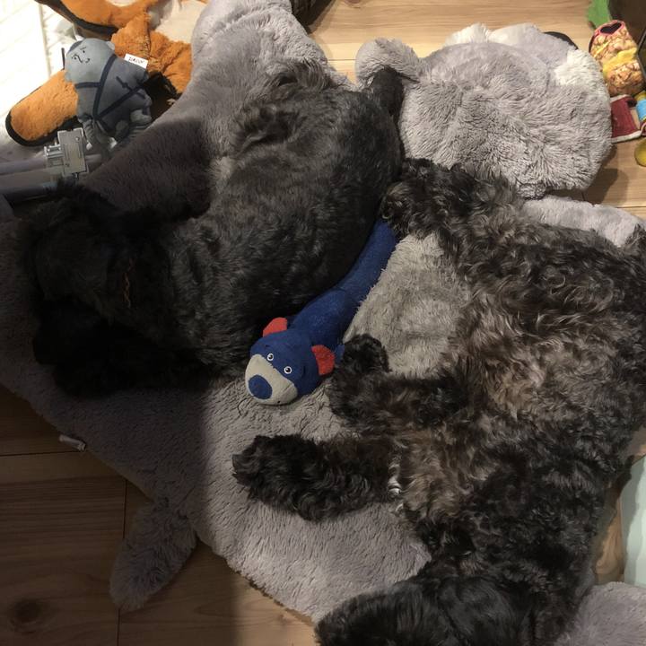 259d1d62 0eed 45cd 89f5 0f76b305af8d 1565861788109