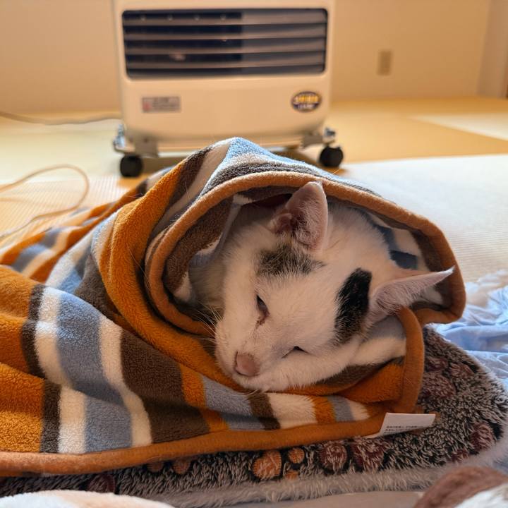 25a4eeb7 2f88 4ab7 ad9a abda70cbddc3 1764651891667