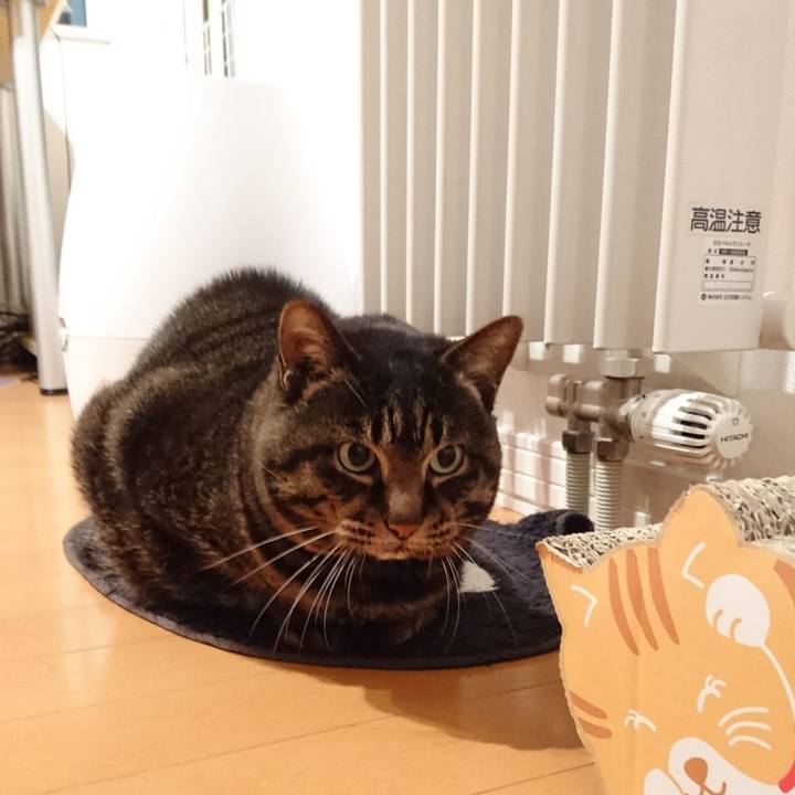 25a558f0 87ba 4dc6 94b0 7a88a963ccc9 1545036270843