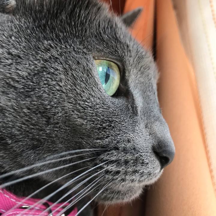 25a70f98 d67f 49e3 a33b e664a423f0fe 1546044798068