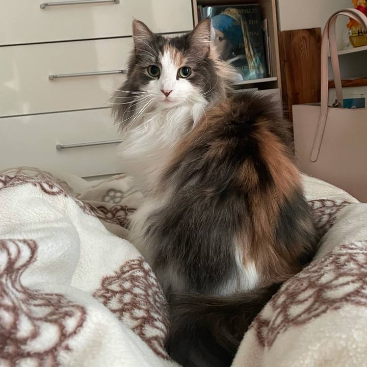 25a8b7c3 0f3a 4db0 966f e1c319b478b3 1619303669134