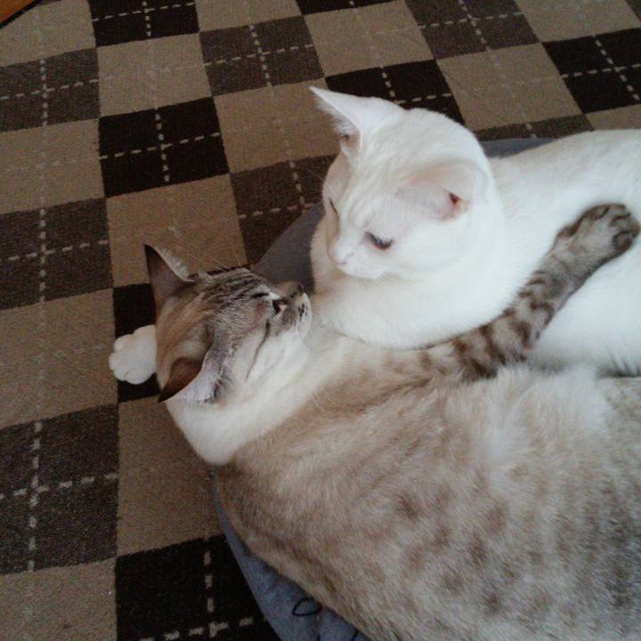 25a910dc 520e 4b44 922e 281abae428e8 1512443908423