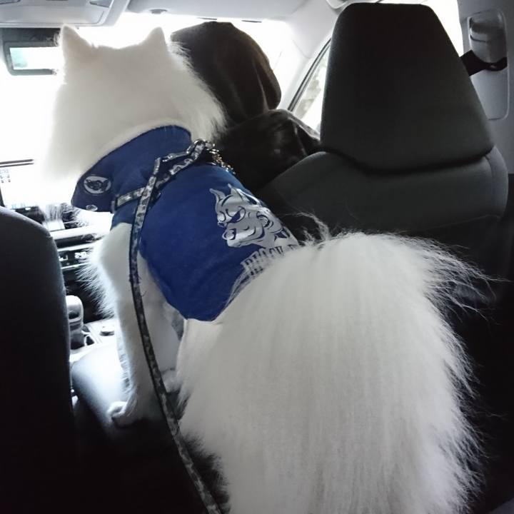 25a9c9bc 7385 430c bf79 ebd78c16d2af 1576303721049