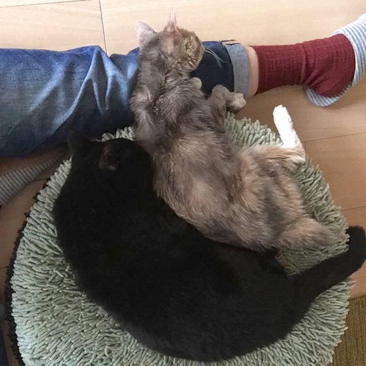 25abfc0a 83e2 4d7a b8d7 5b02e74c633e 1511660114453