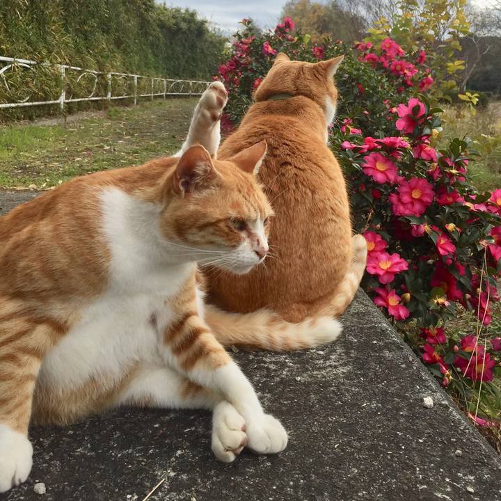 25ac3d09 f0ec 4fa8 a587 8421142d0d51 1544435169540