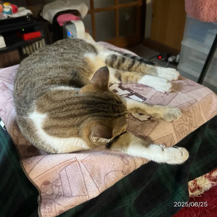 25b3f075 f325 47d3 93bb 4a850201f5f3 1756159132561