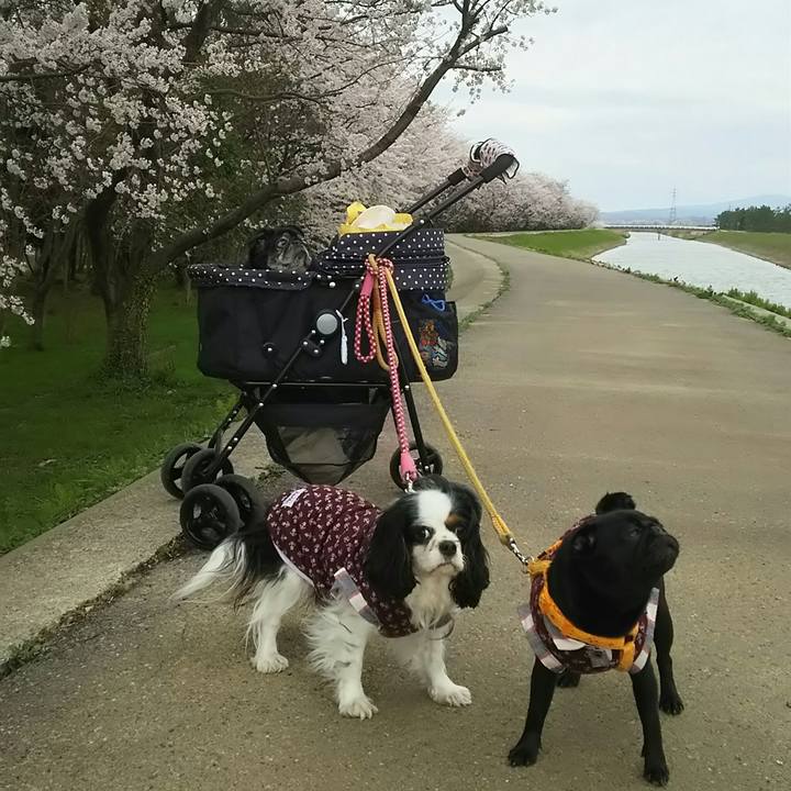 25b6430a dc50 4d3f 99f1 7a5ccdeb9ecf 1522911327455