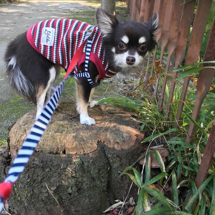 25b6666d 0c8e 496e 94fa 1a6fc80df23d 1509852419658