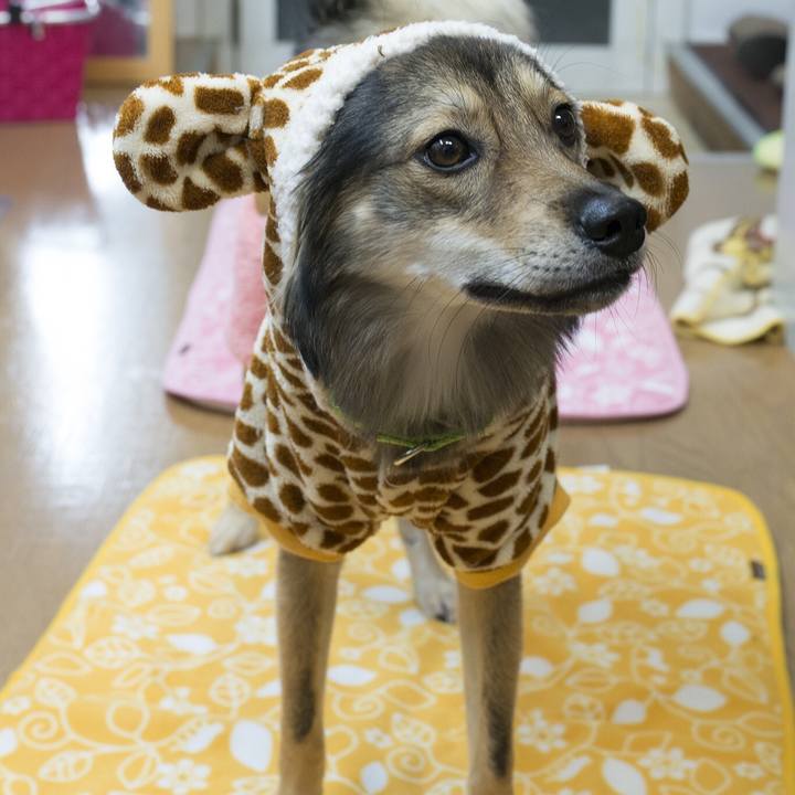 25b79474 614d 4a71 88ac 8b8766c884b1 1541936091447