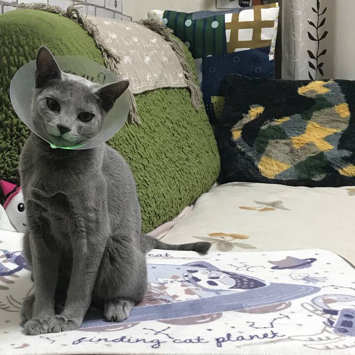 25baac44 81de 47cc a874 11bb1731b0cd 1512996240291