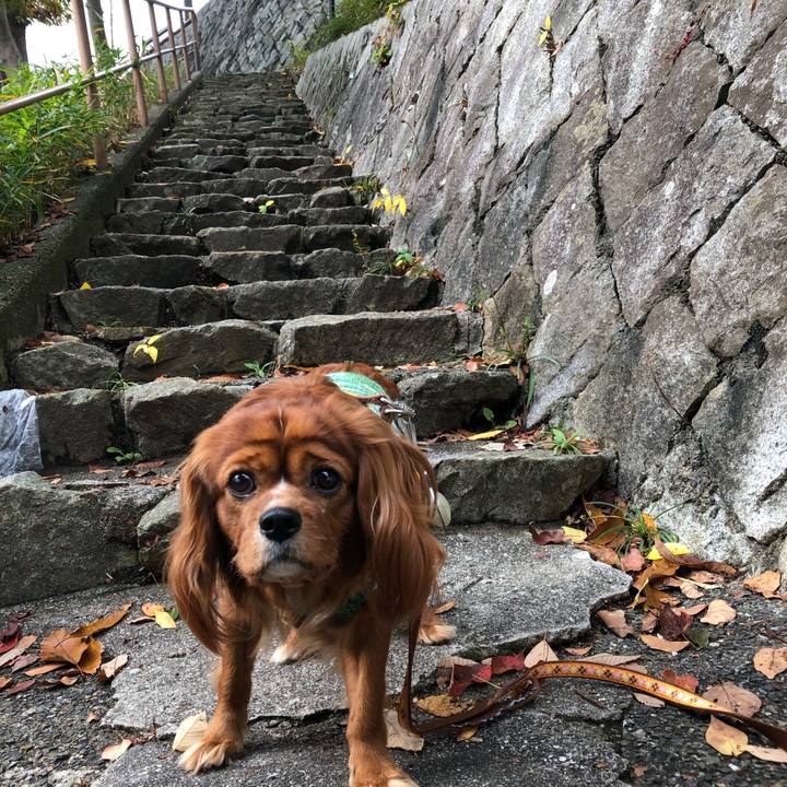 25bc69fb 17d6 4120 81cd e717ce49d9bf 1605931915563