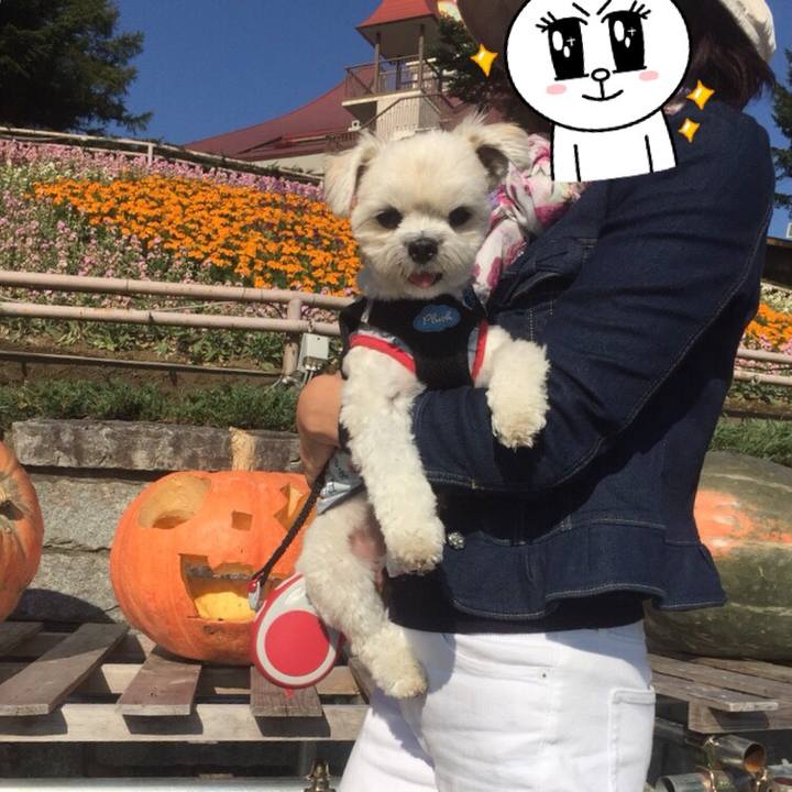 25bcfeb8 5a10 4dc7 b903 145e1fdedf3f 1509276007181