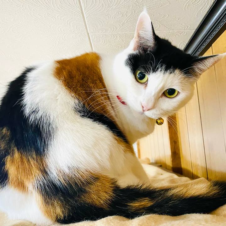 25bd36b6 bb18 446e 8caf 04d5f2c46ed4 1761002761623