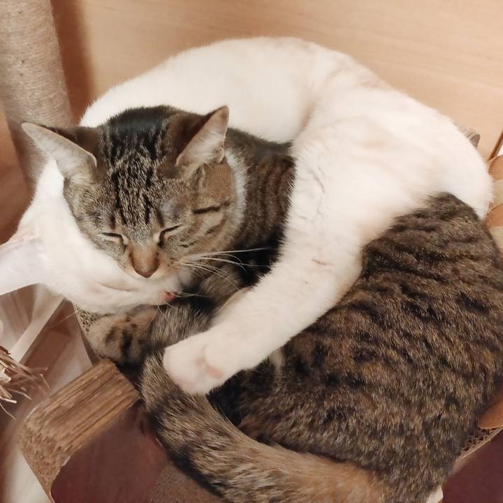 25befb27 2d1a 4456 a88a cf74456db23a 1677329272762