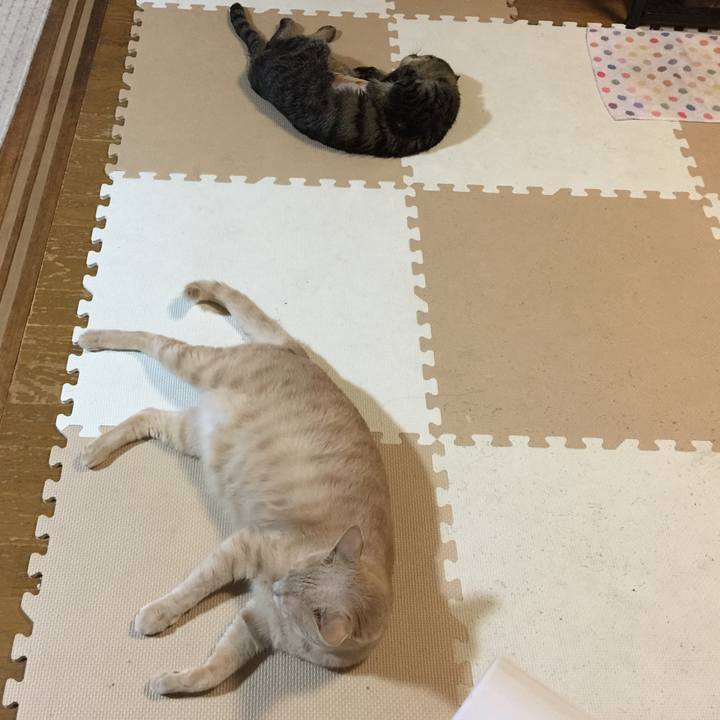 25bfbc83 d956 4425 93ca edcf64226f7e 1533668879598