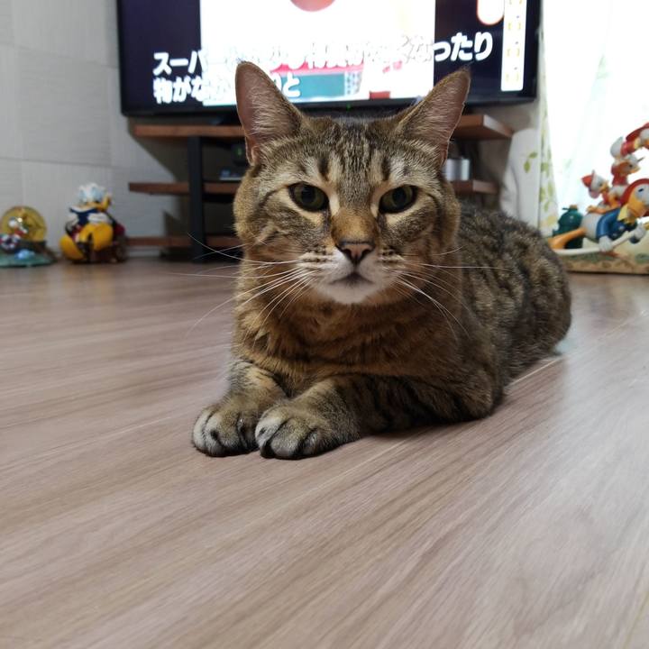 25c0599e 3b2c 4e72 b2d4 9d25cc97cca3 1585171073906