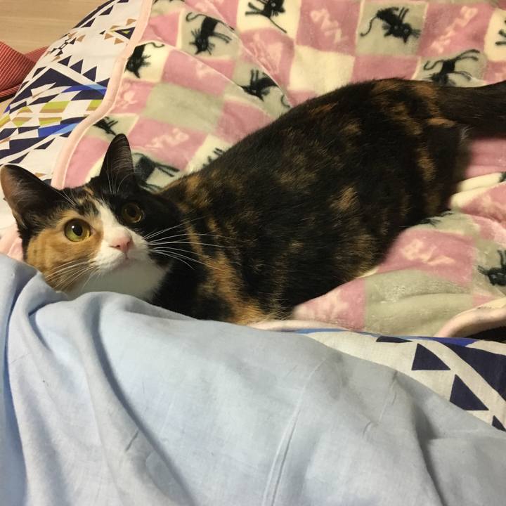 25c0f0ce de04 4309 84f6 823f3353757a 1509757270723