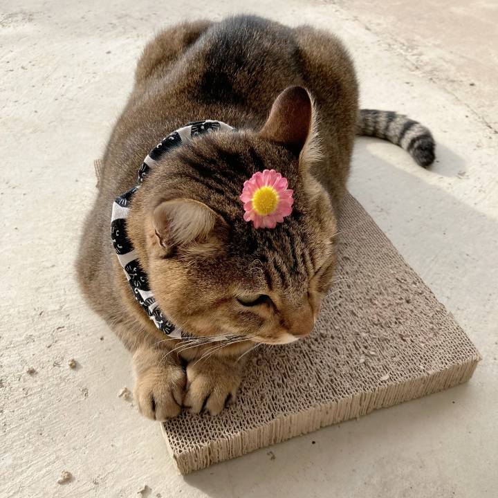 25c1797d 2b6c 4c23 8230 a95f97fe2903 1699750004027