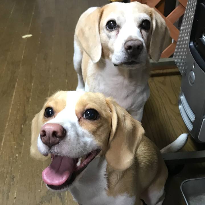 25c3b568 32b3 494a 8e4c bb44d60b4697 1534845269941