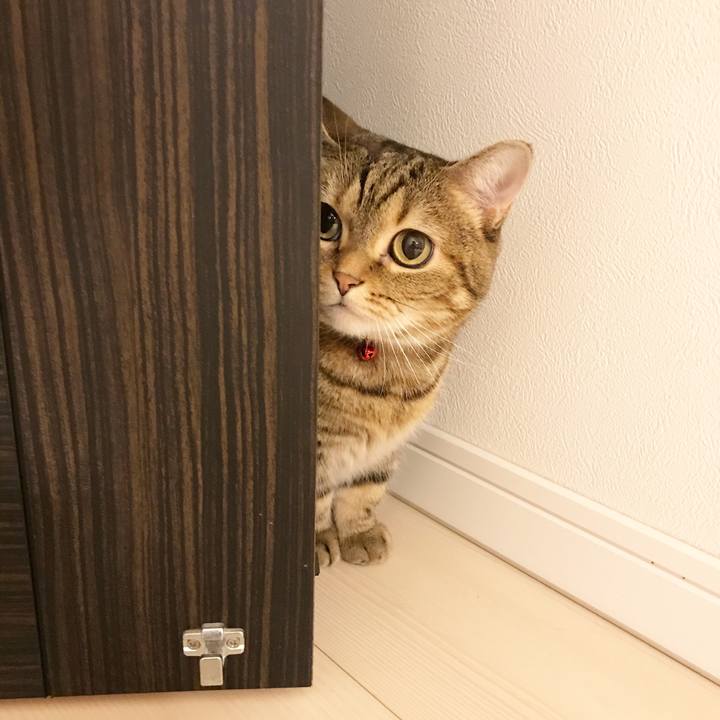 25c542ac 65df 4826 aadb af7fb721e74e 1509858334281