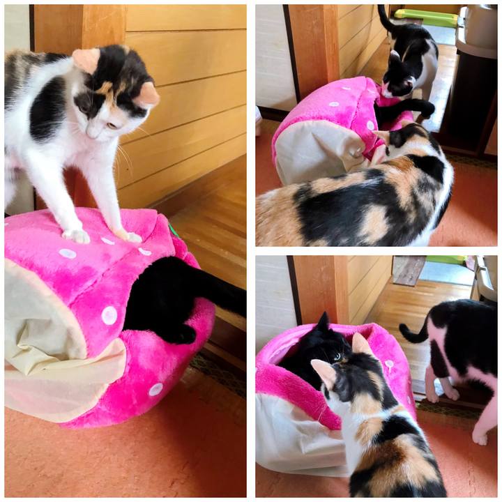 25c6b9be 1754 42a7 aa2a 36607e51dc3d 1508495463713