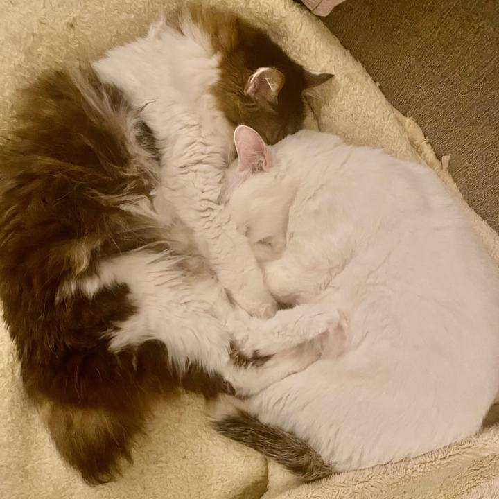 25c8289d ea63 47a4 ae18 51d59f71b97f 1700549527347