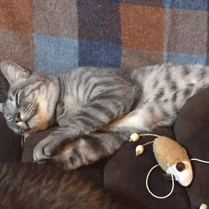 25c90268 b05c 45a0 9196 0f8842a7defb 1517099667789