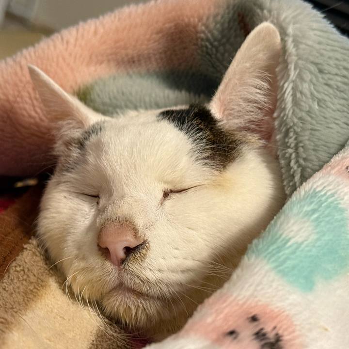 25ca2383 91a3 4efb a637 b7093a50a3c5 1771076698332