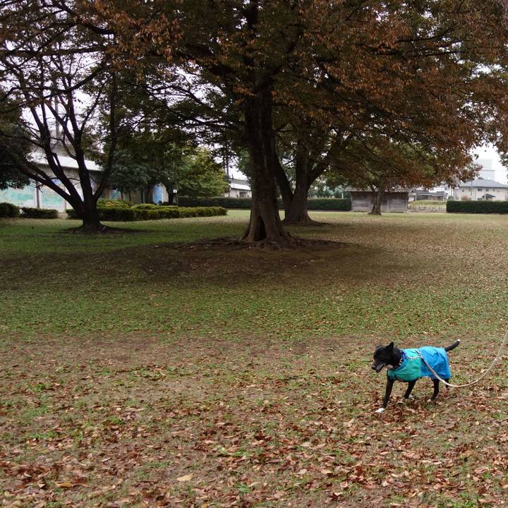 25ca5fbf 45b5 42ed 85e9 29e23d0bff45 1732059887728