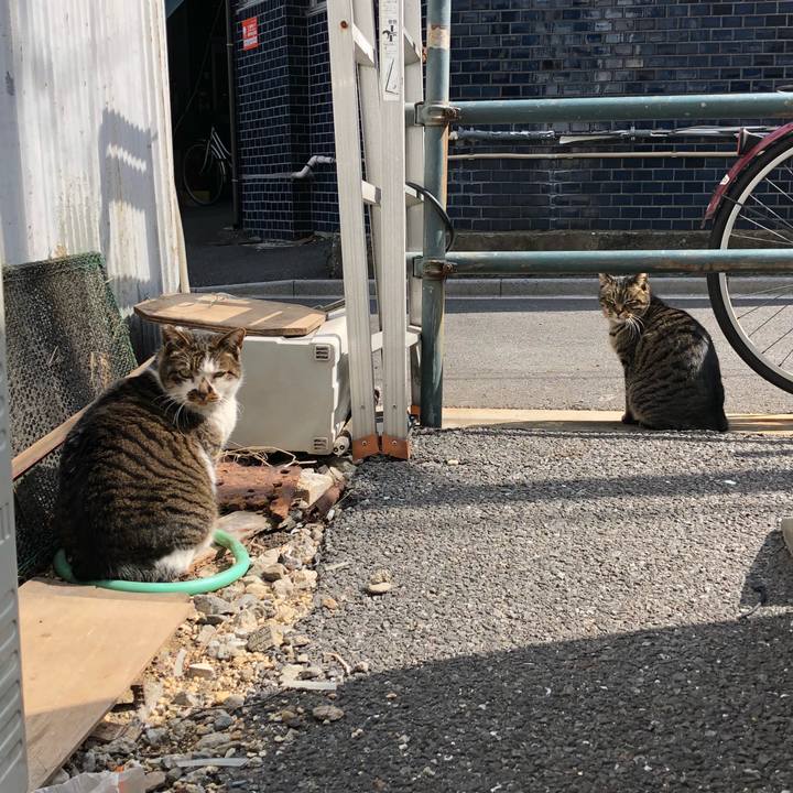 25cc20ab 2407 4153 ac61 a3873dd74e92 1519822164442