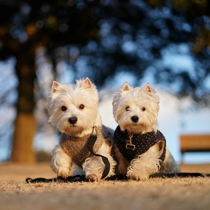 25cd0c55 3b64 43da 9256 5d3df3726a49 1518078129998