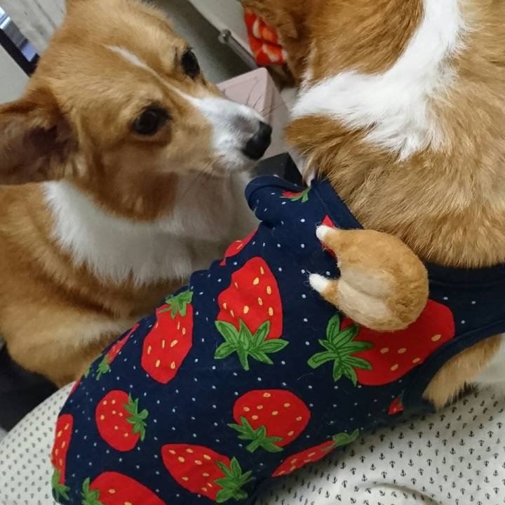 25d1f9d9 4c6b 499c 9931 79066381141c 1532673677749