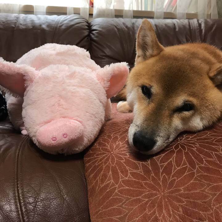 25d486c9 3867 4b0e 8103 c24751bcc5e0 1571104404322