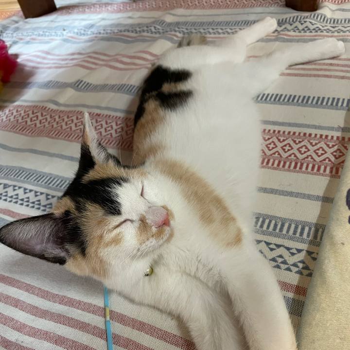 25d86674 d2ba 4ad9 863b 760fe1d16e36 1665962435613