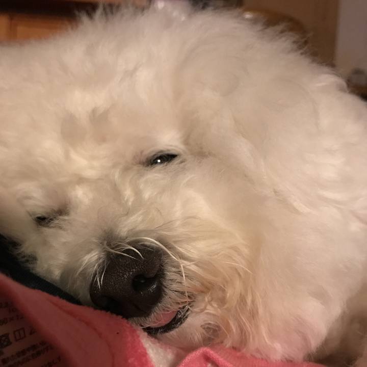 25d91719 e8f5 4bbb b40e d78af223ed76 1545055290528